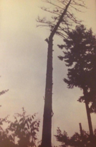 all-acres-professional-tree-services-photo